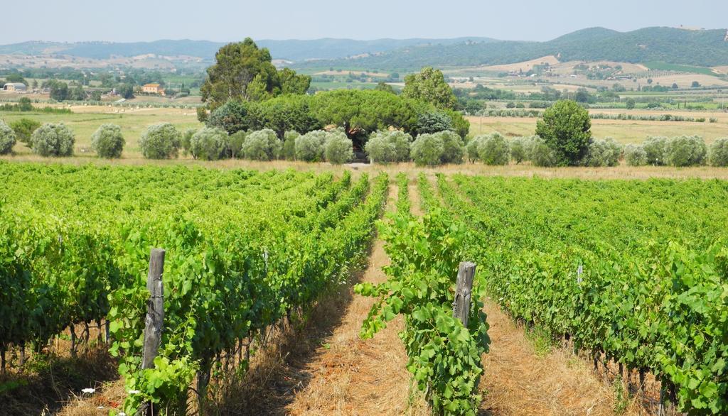 Podere Oslavia Az.Agr.Bio Giannini ألبيريزي المظهر الخارجي الصورة