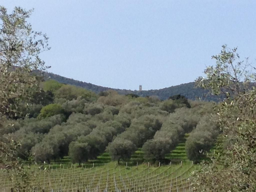 Podere Oslavia Az.Agr.Bio Giannini ألبيريزي المظهر الخارجي الصورة